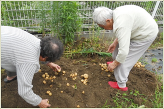 野菜の収穫１