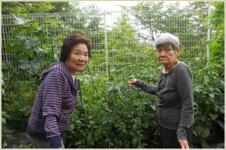 野菜の収穫３