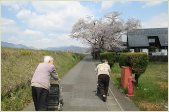 桜